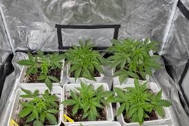 Cannabis Seeds Colorado Your Guide to Quality Seeds Cannabis Seeds Colorado Your Guide to Quality Seeds